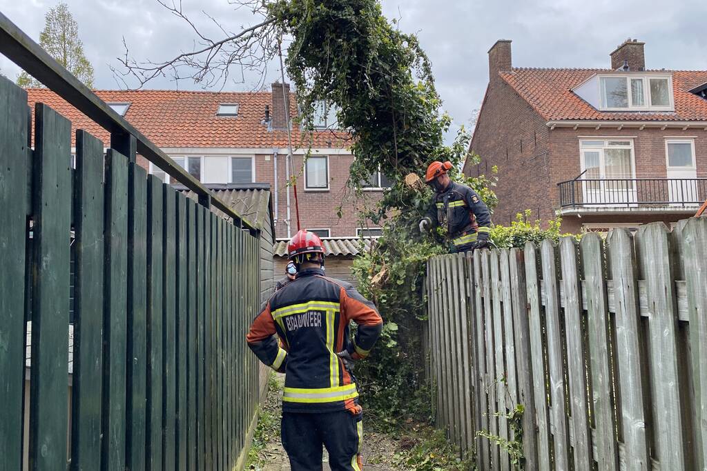 Boom omgewaaid in tuin
