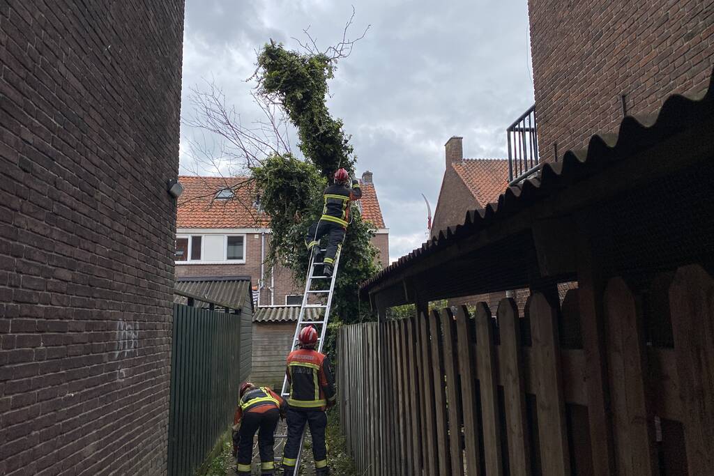 Boom omgewaaid in tuin