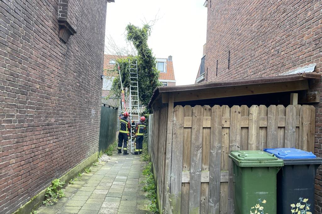 Boom omgewaaid in tuin