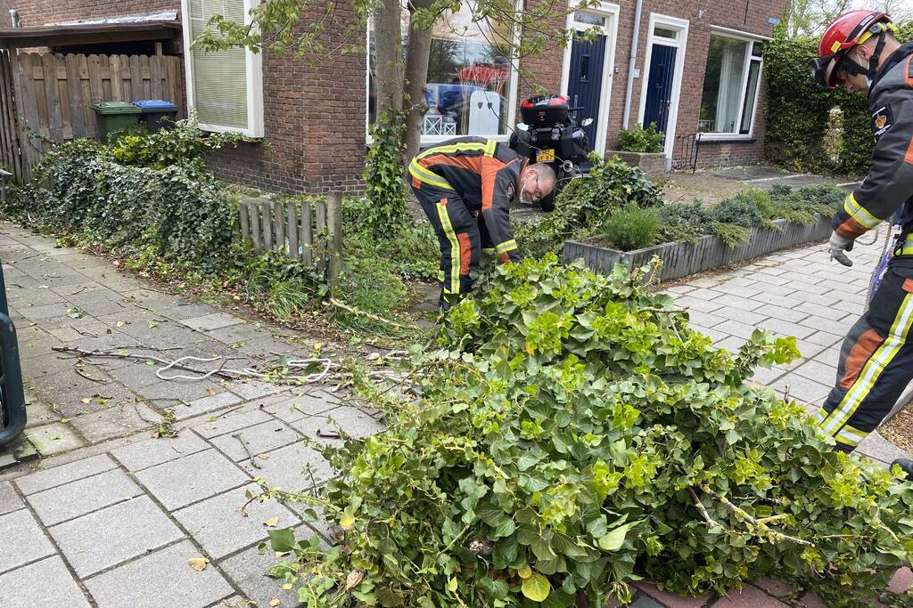 Boom omgewaaid in tuin