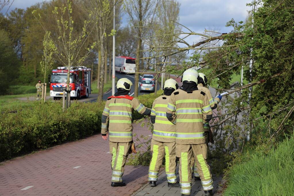 Boom vanuit berm op voet en fietspad