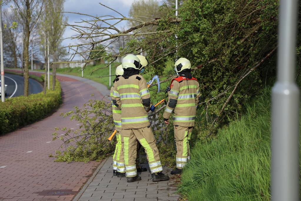 Boom vanuit berm op voet en fietspad