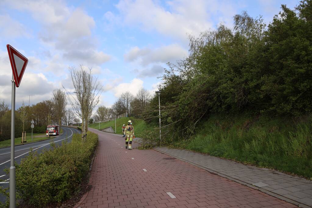 Boom vanuit berm op voet en fietspad