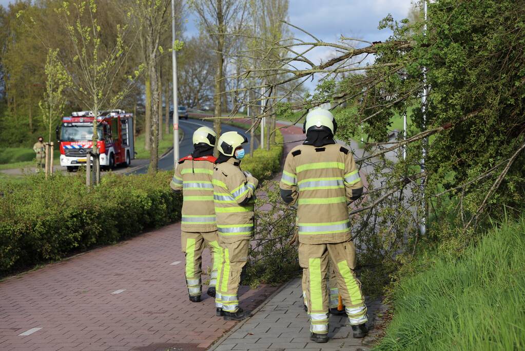 Boom vanuit berm op voet en fietspad