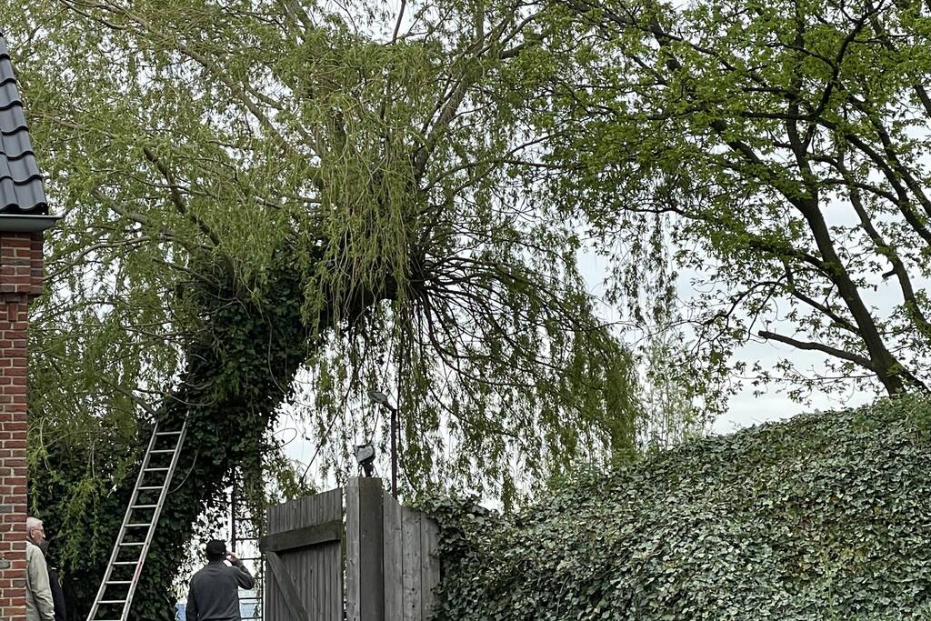 Hond vast boven in boom