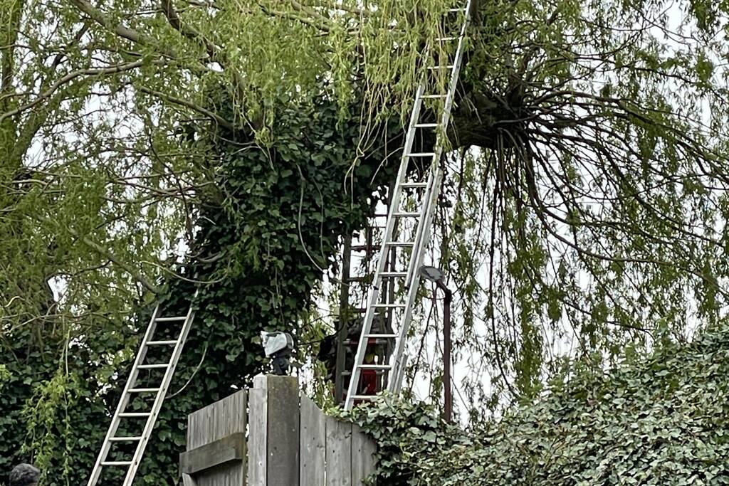 Hond vast boven in boom