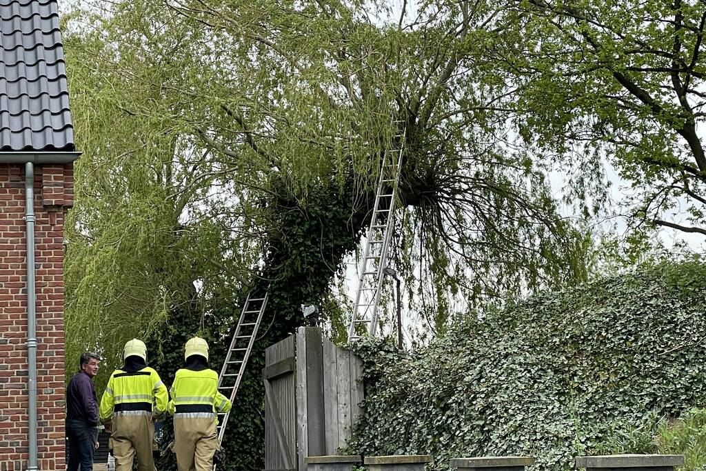 Hond vast boven in boom