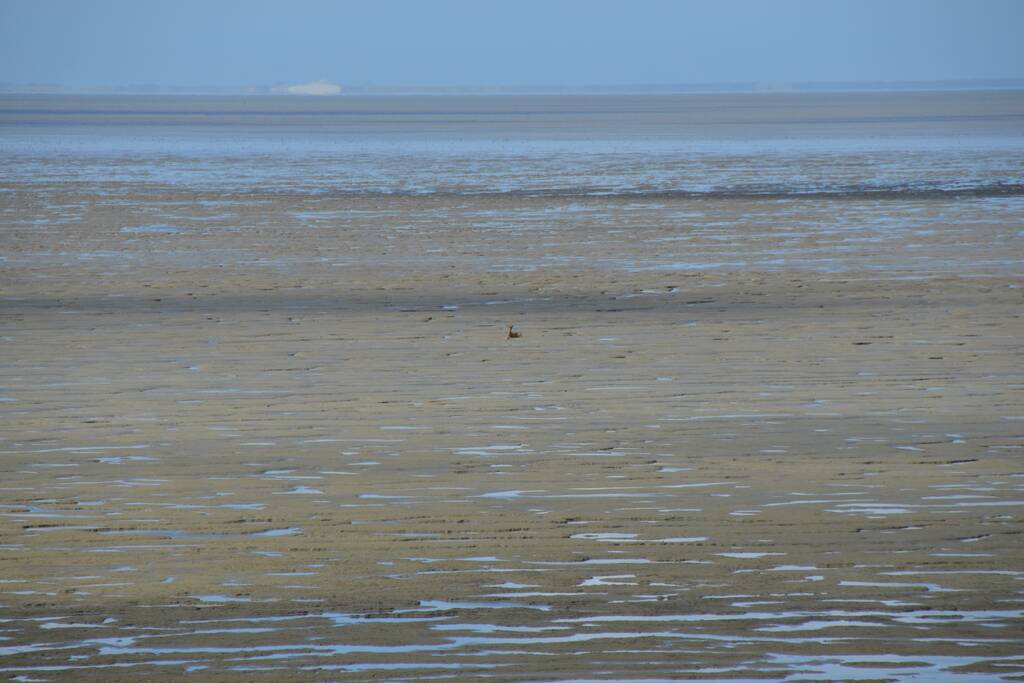 Reddingsactie voor ree in de problemen bij De Zwarte Haan