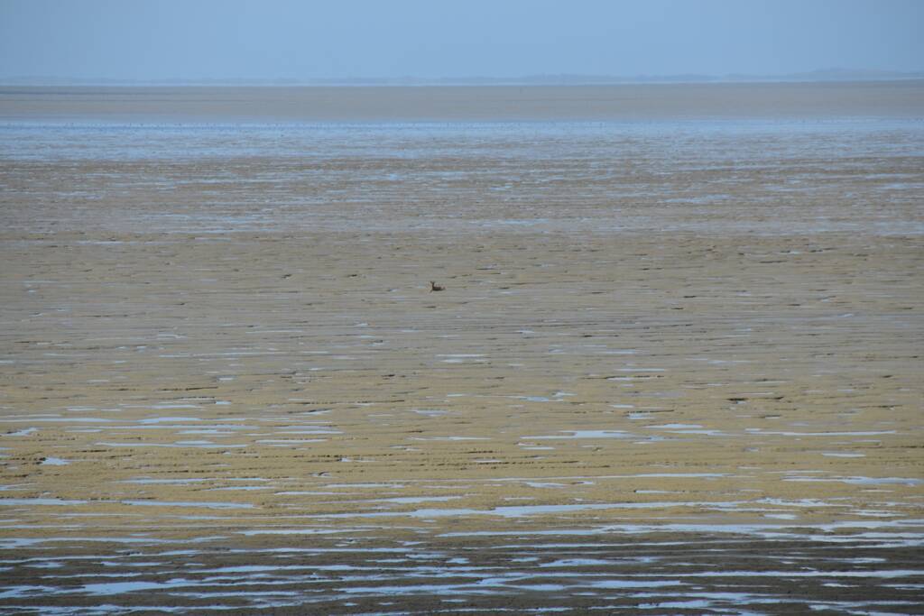 Reddingsactie voor ree in de problemen bij De Zwarte Haan