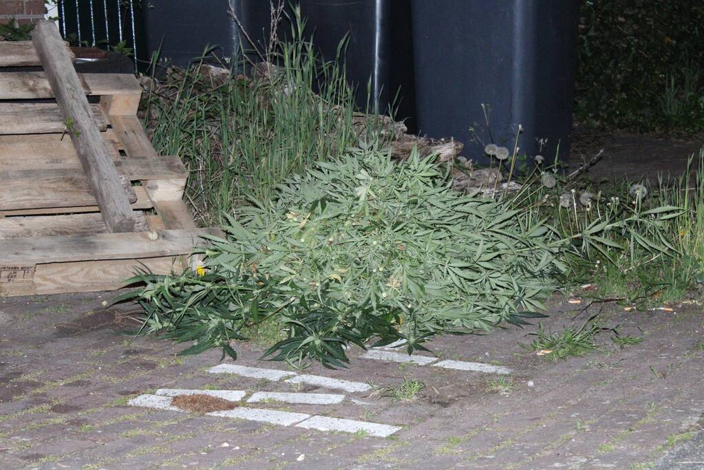 Wietkwekerij aangetroffen na wateroverlast in woning