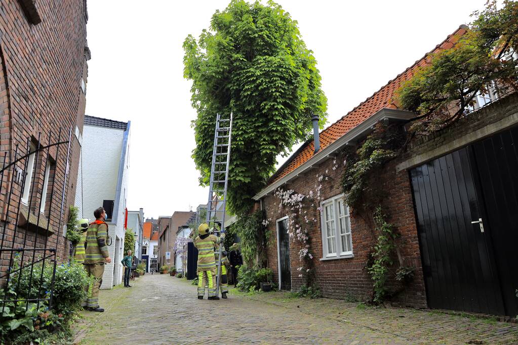 Brandweer ingezet voor kat in de boom