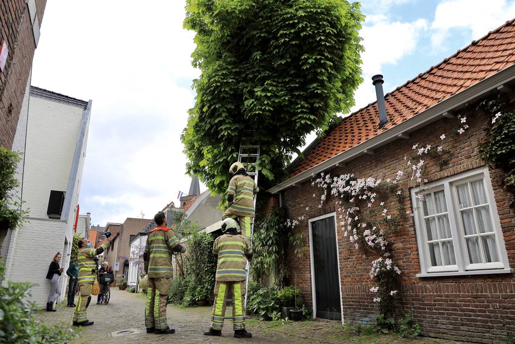 Brandweer ingezet voor kat in de boom
