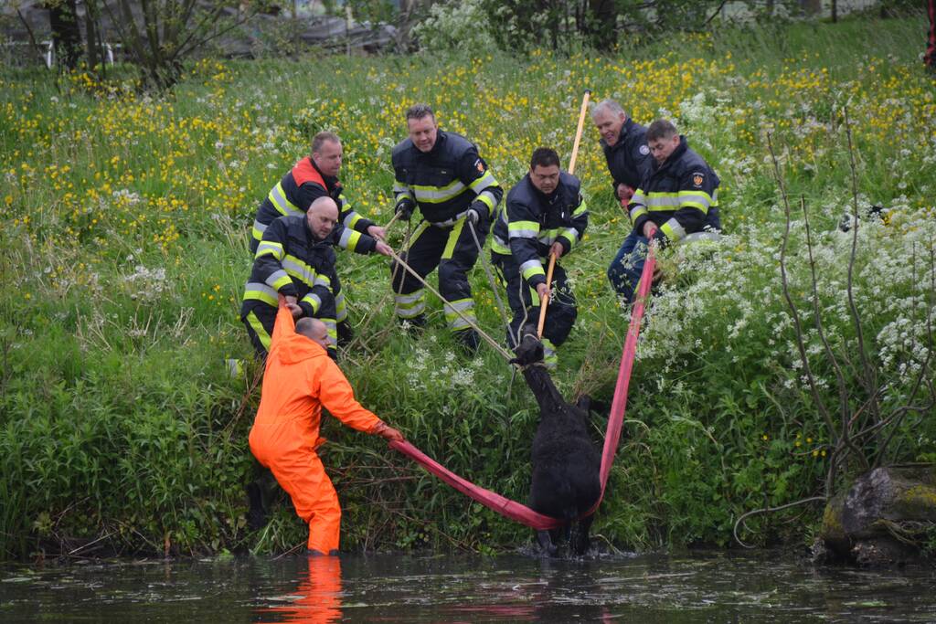 Veulen uit water gered
