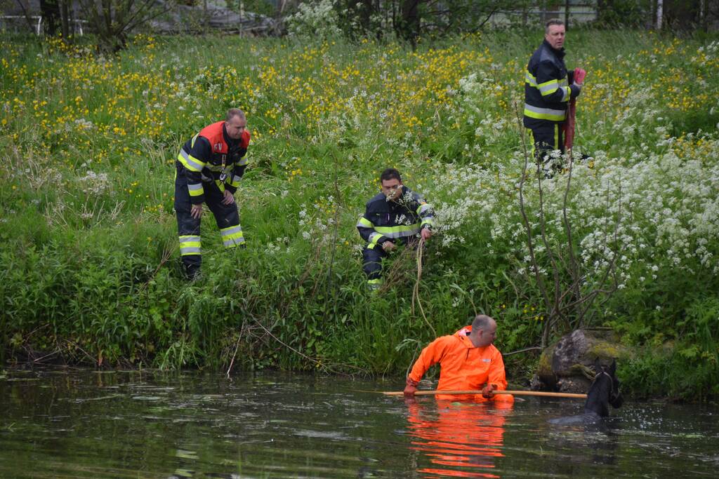 Veulen uit water gered