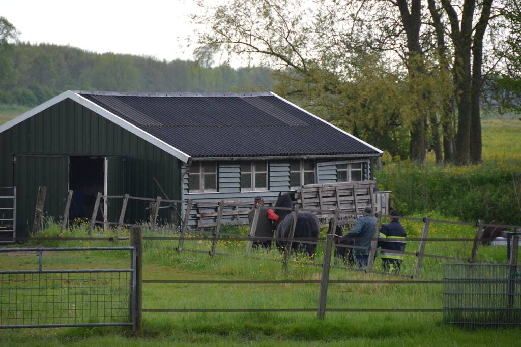 Veulen uit water gered