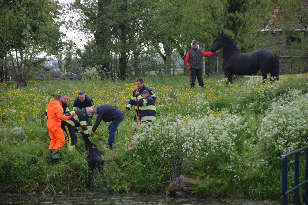 Veulen uit water gered