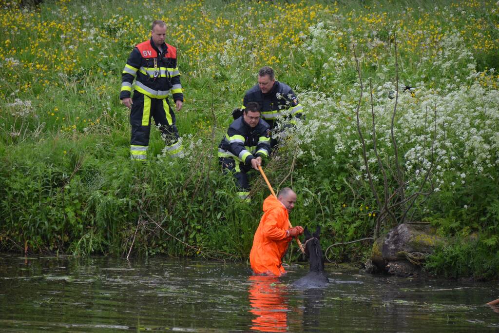 Veulen uit water gered