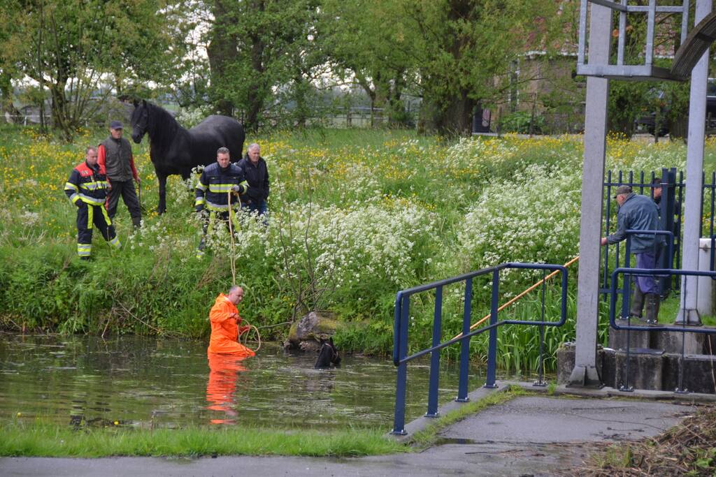 Veulen uit water gered