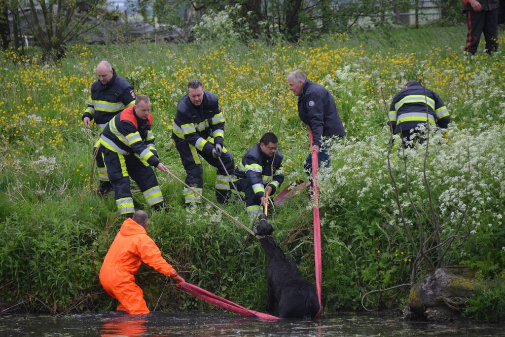 Veulen uit water gered