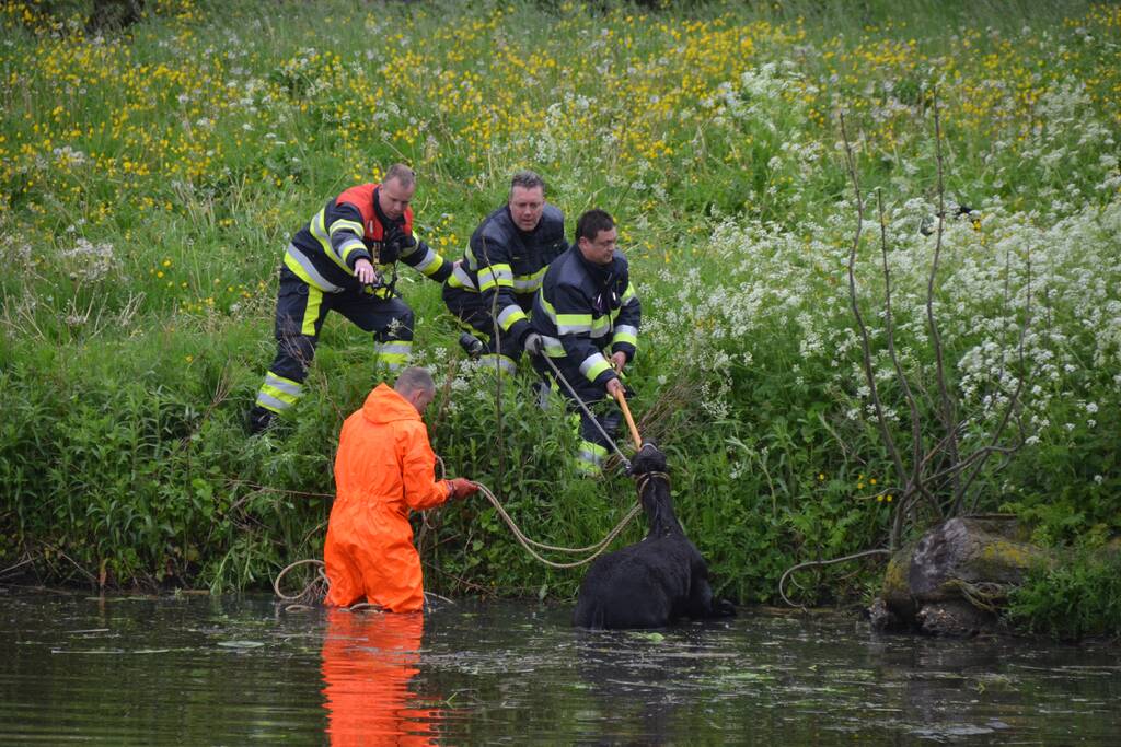 Veulen uit water gered