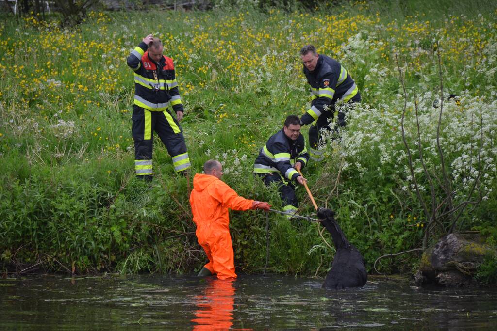 Veulen uit water gered