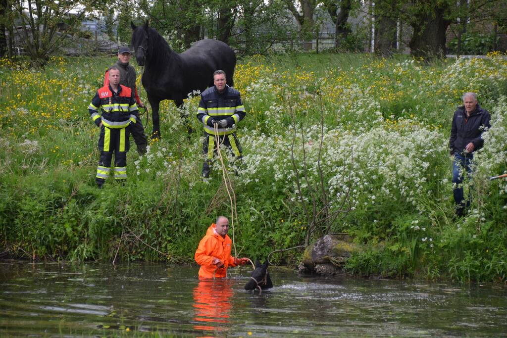 Veulen uit water gered