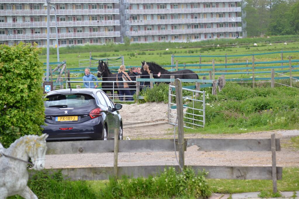 Brandweer bevrijdt paard Zorgmanege Grenzeloos