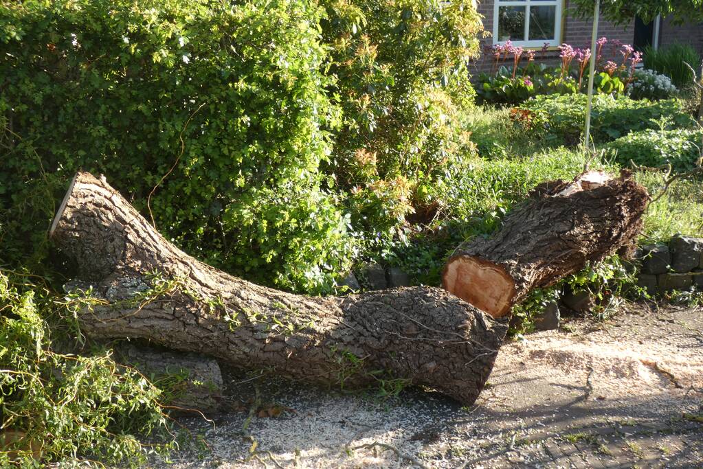 Boom waait om op de weg