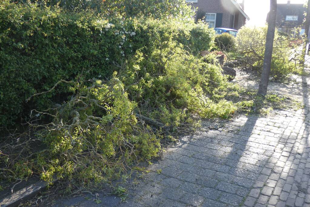 Boom waait om op de weg