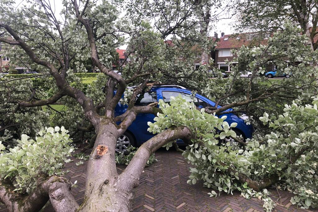 Boom waait om en valt op een auto