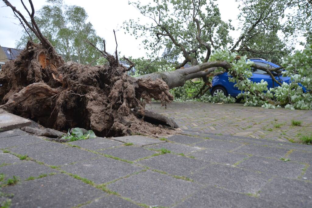 Boom waait om en valt op een auto