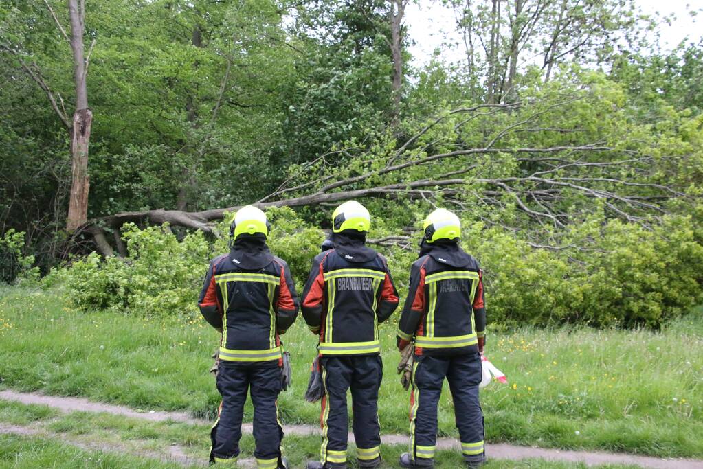 Brandweer zaagt gevaarlijke boom om