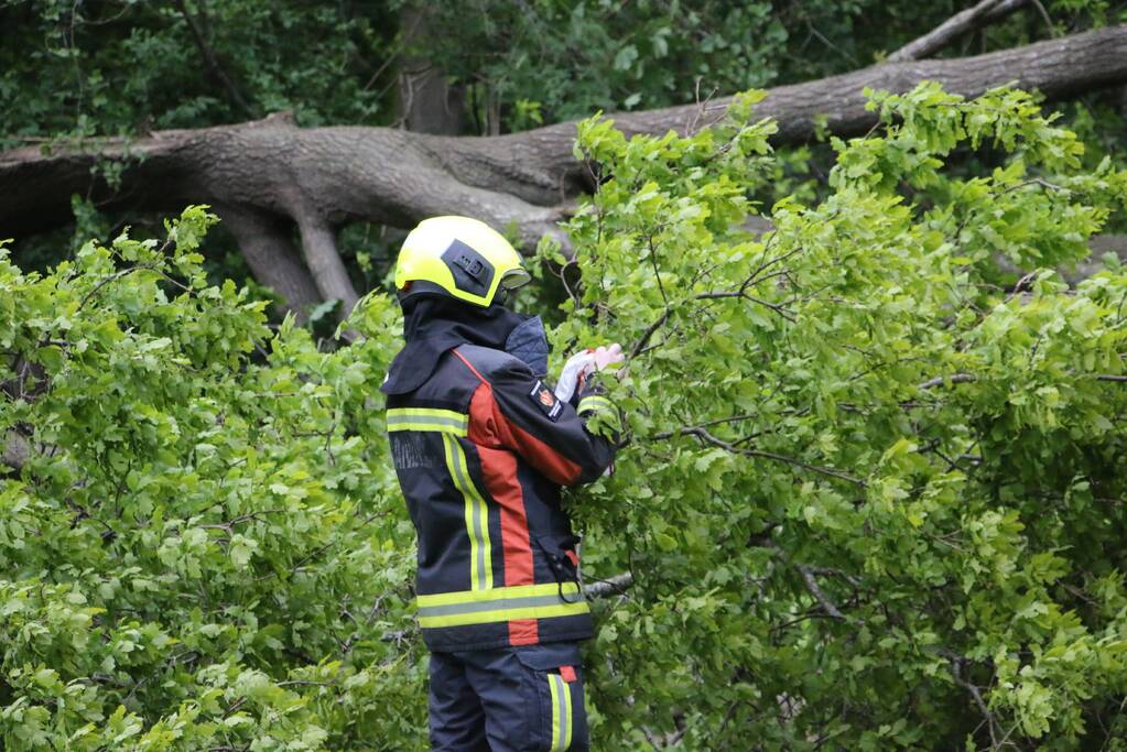 Brandweer zaagt gevaarlijke boom om