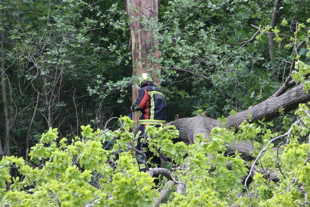Brandweer zaagt gevaarlijke boom om
