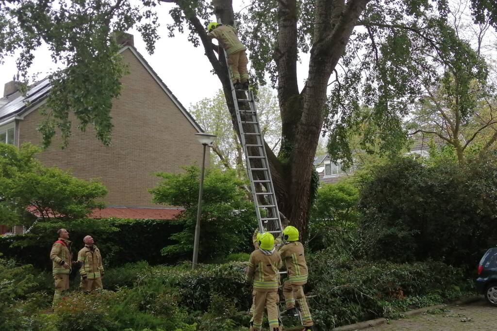 Brandweer haalt loshangende tak uit boom