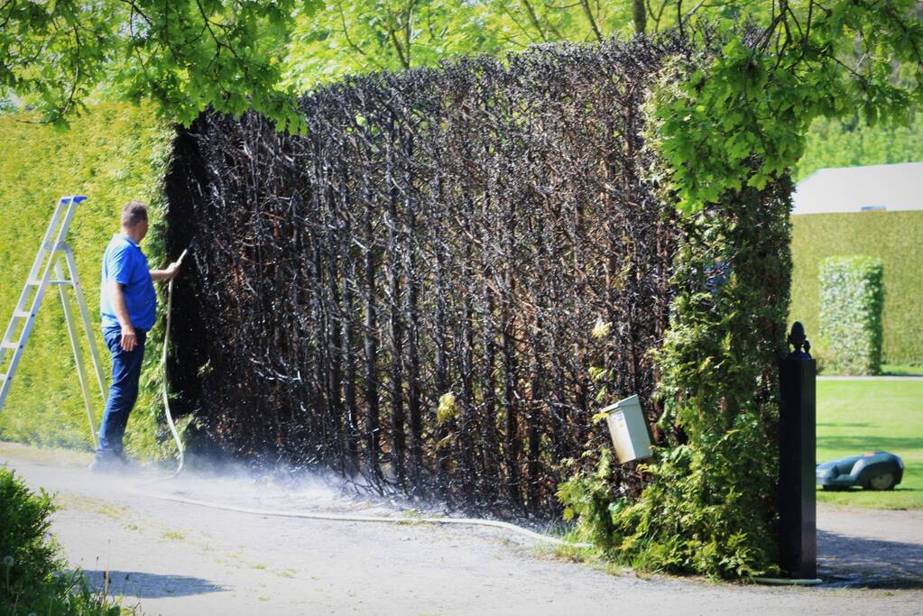 Coniferenhaag in brand door onkruid verbranden