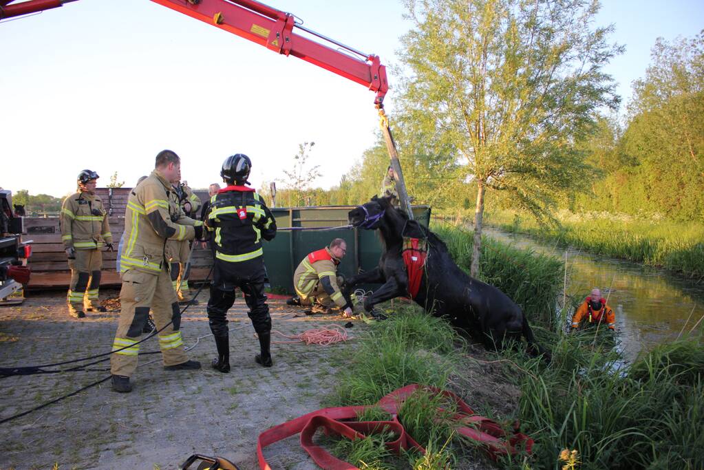 Brandweer redt paard uit de sloot