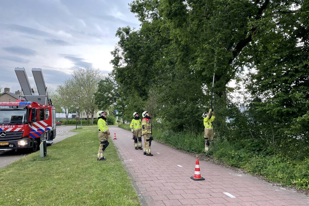 Brandweer zaagt loshangende tak los