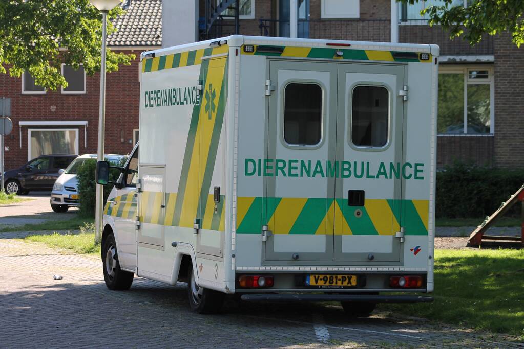 Kraai uit boom gered