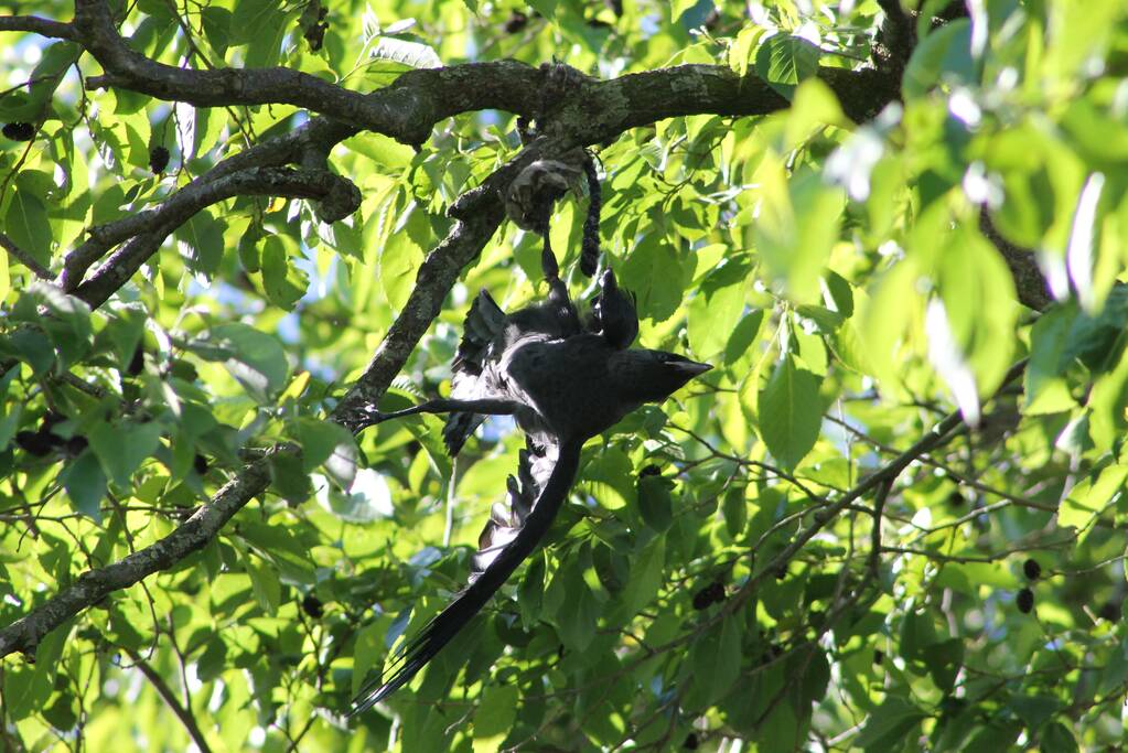 Kraai uit boom gered