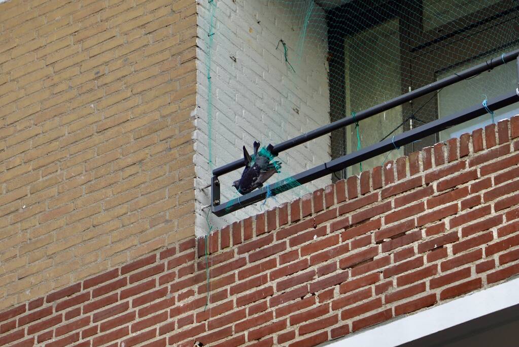 Brandweer haalt duif uit net