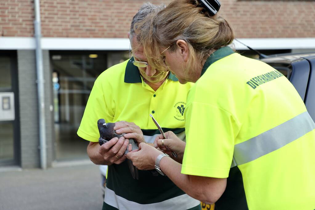 Brandweer haalt duif uit net