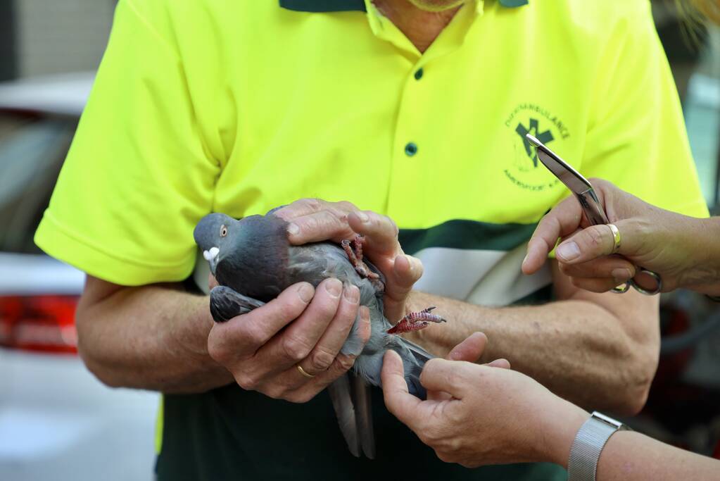 Brandweer haalt duif uit net