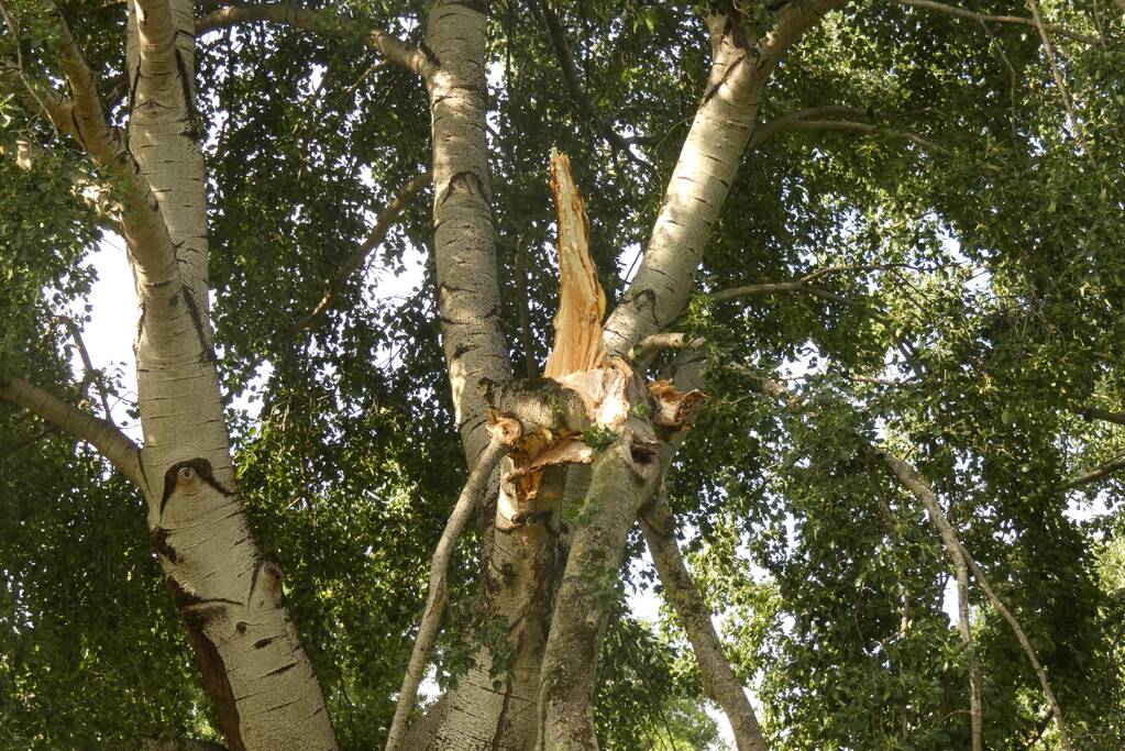 Brandweer zaagt afgebroken tak in stukken