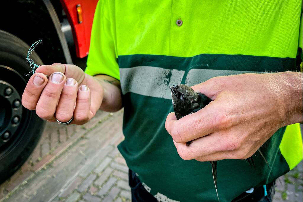 Vastzittende zwaluw gered door brandweer