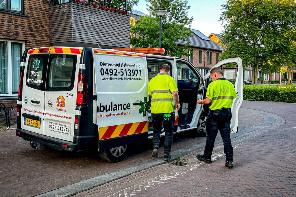 Vastzittende zwaluw gered door brandweer