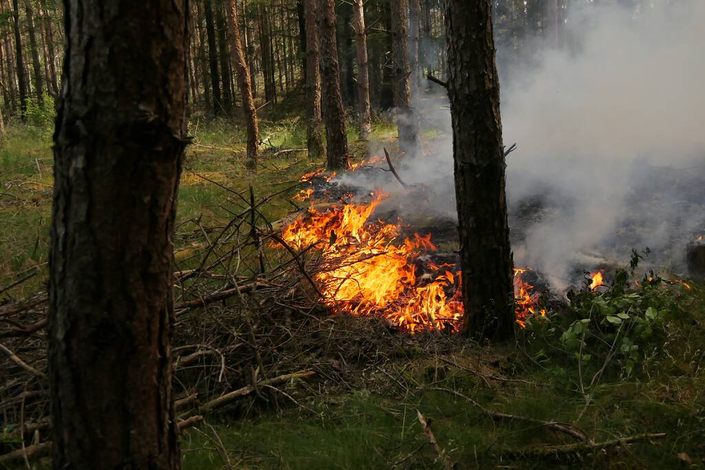 Flinke brand in bosgebeid