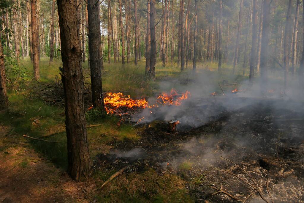 Flinke brand in bosgebeid