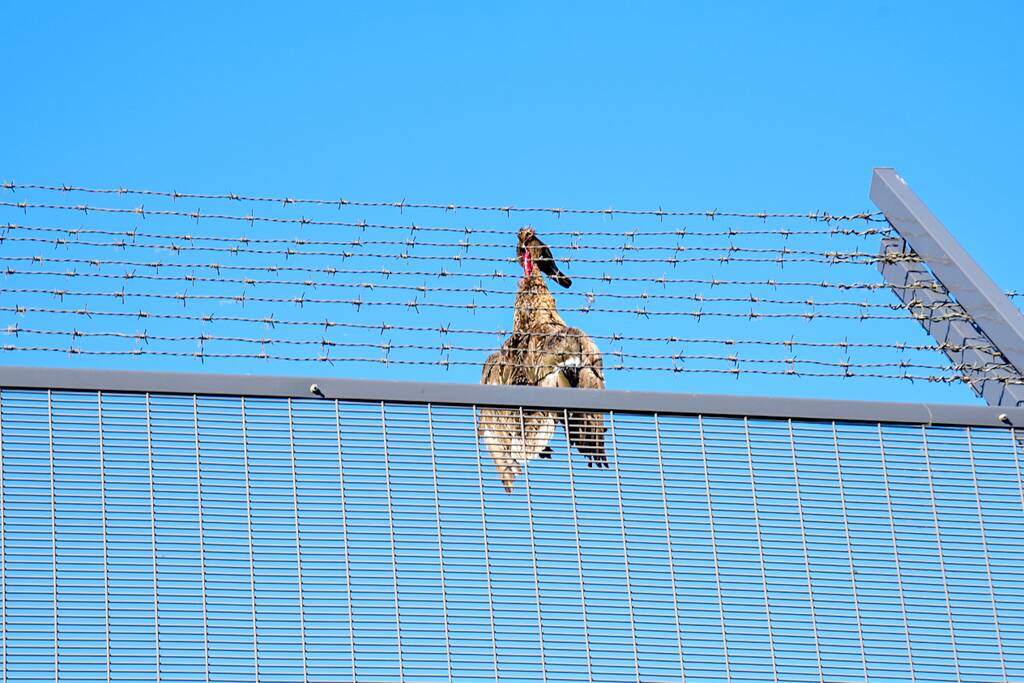Brandweer bevrijdt eend uit hekwerk Stichting Antes