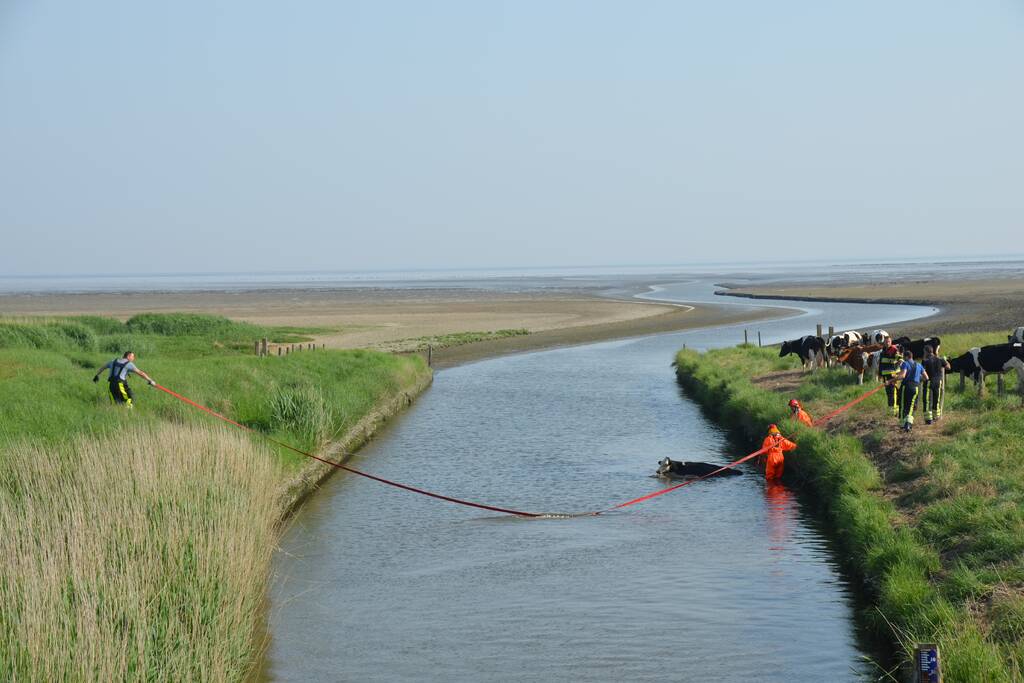 Koe zoekt verkoeling Kouwe Faart